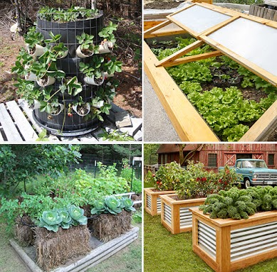 "Self Sufficient Backyard Book: for beginners"